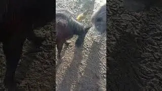 C tout botte c tout animaux 