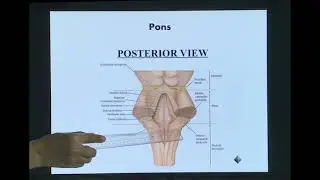 Neuroanatomy of Brain stem Part 2: Pons/ Neuroanatomy of the Pons/ Anatomical features of the Pons