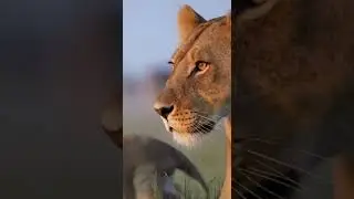 Lion Cubs&rsquo; First Hunt 🦁 | Lessons of the Wild