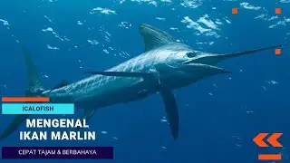 Mengenal Ikan Marlin Ikan Yang Cepat Tajam Dan Berbahaya