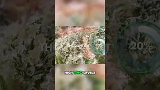 @WorldWeedWonders| Exploring Thailand&rsquo;s Legendary Landrace Cannabis Strains