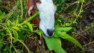 Normal Goat Vlog 🐐 | Mountain View, Goats Walking & Village Stream 🌄