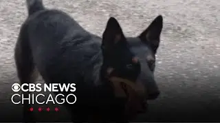 Dog rescued near Florida coast after getting lost at sea