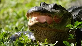 Critters 2024