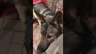 Ruff Land Kennel Arrived! See how Essy reacted to it!