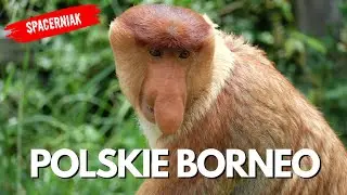 POLSKIE BORNEO #spacerniak #walking