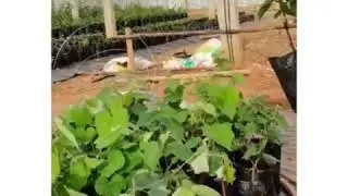 BLACK GRAPE plants and ROOTSTOCK plants are available