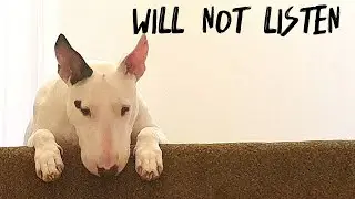 Funny dog ignores me - Try not to laugh.