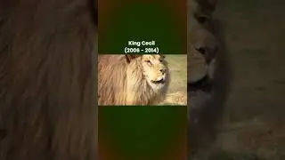 Famous lions from africa. #wildcats