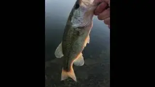 Caught one at Unicorn Lake!  Yamamoto crank bait does the trick!