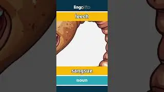🇬🇧🇫🇷 leech - sangsue : vocabulary builder : learn English : apprenons l'anglais