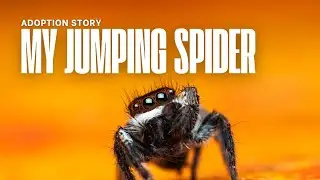 Bringing Home our Regal Jumping Spider, Sir Jagger &mdash; the tiniest aristocrat with a big personality!