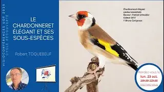 Le chardonneret élégant et ses sous-espèces - Visio'UOF 53