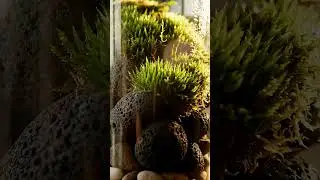 Close-up Glass Jar Terrarium Housing Lush Moss, Pebbles, and Layered Substrate on Wooden   #asmr