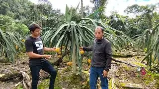 Producción de PITAHAYA Amarilla en la selva Peruana 🐉Naranjos, San Martin 🏜️ Variedades Nativas 😱