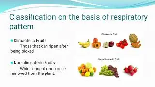 Classification Fruits & Vegetables (Part-3)