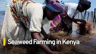 Climate Change Prompts Shift to Seaweed Farming in Kenya｜TaiwanPlus News