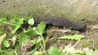 Alpenwatersalamander