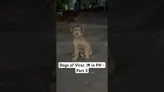 Dogs of Virac 🇵🇭 in PH - Part 3 #philippines #pinoy #filipinoculture #dogs #dog #puppy #afam