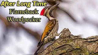 Most Colorful Wood Pecker | Flameback Woodpecker | Real Jawa Color Birds