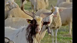 💚 La cabra CASPOLINA. Zaragoza 🐐🐐🐐🐐