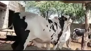 jumman Bhai Ka Mal bhi agya | Qurbani 2023 | Sindhi Cattle Market