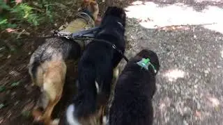 Group Dog Walk