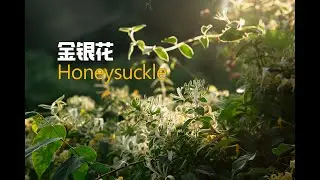 金银花茶honeysuckle tea