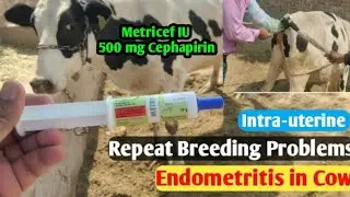 Metricef IU || Repeat Breeding / subacute/ chronic endometritis in cows over 14 days postpartum