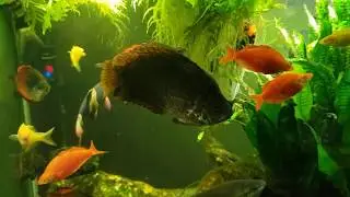 Ctenopoma Acutirostre (African Spotted 