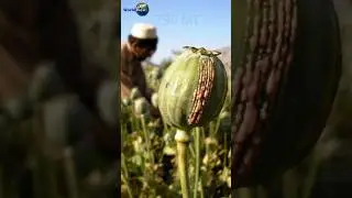 Myanmar became world's largest opium producer beating Afghanistan #worldviewinshot