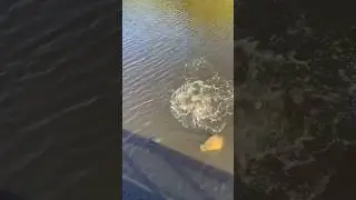 Я поймал рыбу без удочки и катушки! 🎣