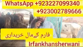 multan cow mandi Live weight bacharay for sale sherwani cattle faram multan14/7/2024