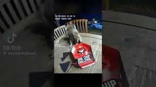 Squirrel try&rsquo;s the 1 chip challenge. idk why im posting this#shorts ￼