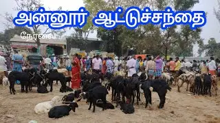 அன்னூர் ஆட்டுச்சந்தை நேரலை#annur #goat #goatmarketindia  #goatmarket #livestockmarket