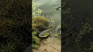 🤯 CRAZY Fish Bite Bait SECRETS! 🎣 101 Guide You NEED To See! 🔥