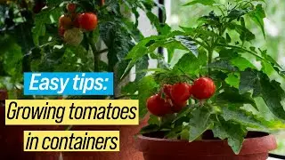 Growing tomatoes in containers | Year-Round Gardening | Garden tips