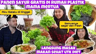 PANEN SAYUR GRATIS DI KEBUN MERTUA BULE SEMUA FRESH DAN SEGAR, LANGSUNG MASAK MAKANAN SEHAT UTK DIET