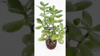 😲 #indoorplanting #indoorsplants #plants # #houseplants #gardening #growingindoor #plantcare #garden