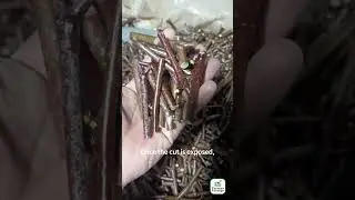 Methods to improve grafting success rate
