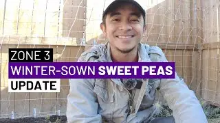 Zone 3 Winter Sown Sweet Peas Update