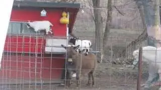 Baby mini-goats playing on Barney the donkey! Part 2