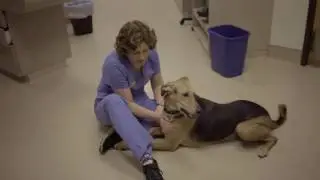 The Heart and Science of Veterinary Medicine