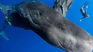 Blue Whale Bitten My Hand 8k Video UltraHD 120fps | 4k videos Ocean underwater footage 8k #shorts