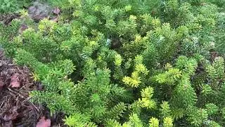 Хвойный Сад Надежды. Пихта корейская Аурея/ Abies koreana Aurea