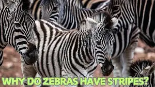 Why Do Zebras Have Stripes? 🧐✨