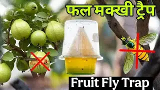 Diy Fruit Fly Trap | Stop Fruit Flies FAST! | I Tried the Viral Fruit Fly Trap&hellip; and WOW 😳 #trending