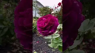 Lilac pink/Purple color Rose that would steal your heart 💜 ! Twilight Zone Rose | #heirloomroses