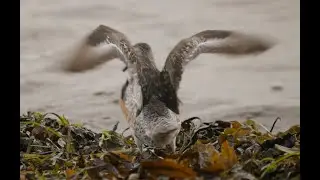 F&aring;glar p&aring; &Ouml;land Aug 2023