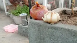 Garden Hen onion and Garlic water to plants 🌵 OneTen Wild & Homely is live!